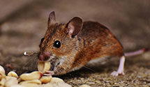 24 Hour & Emergency Exterminators in Bull Shoals, AR